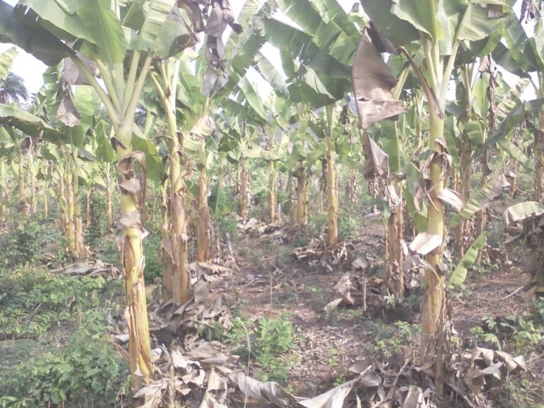 Segi Farm - Organic farming practices