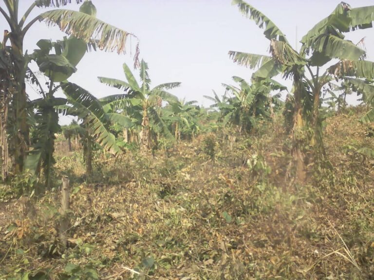 Segi Farm - Fresh produce cultivation