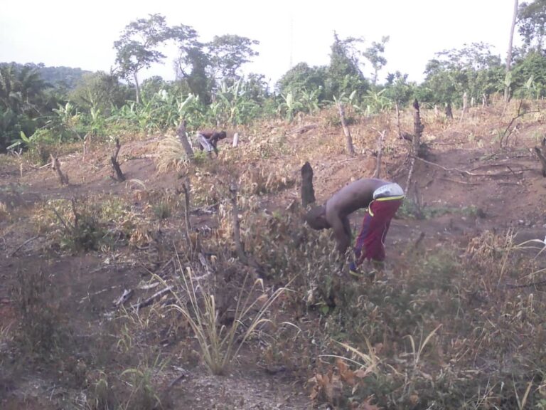 Segi Farm - Harvest season
