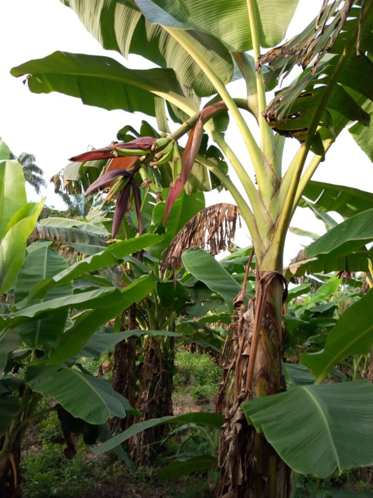 Segi Farm - Farm operations