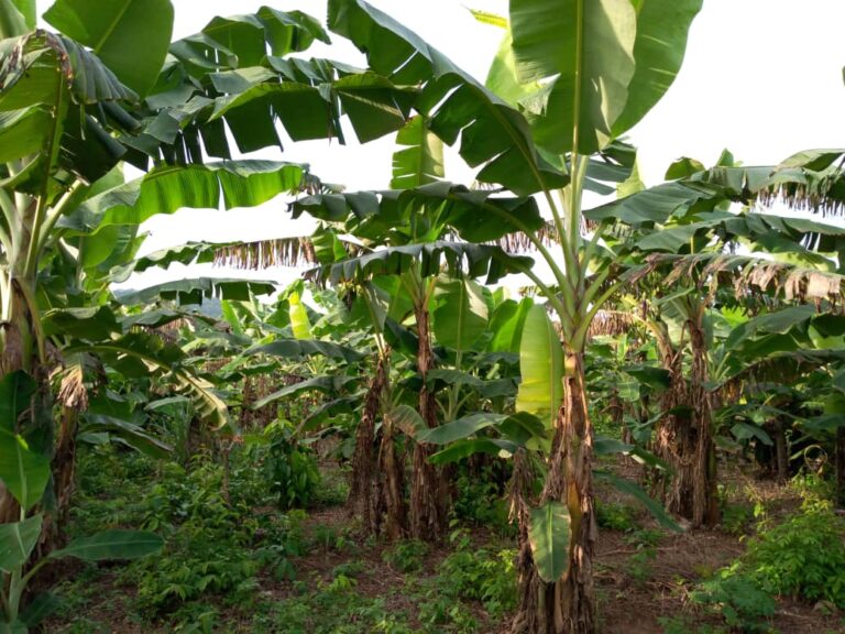 Segi Farm - Organic farming methods