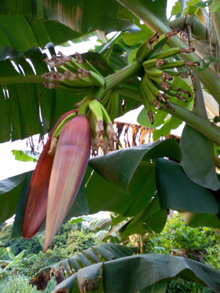 Segi Farm - Farm life