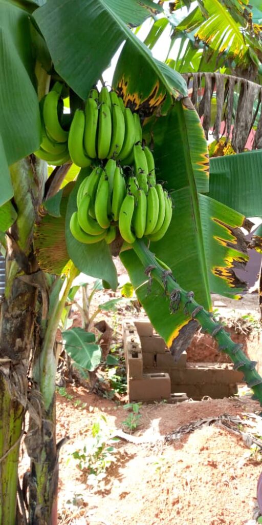 Segi Farm - Seasonal farming